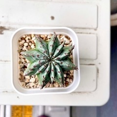 【多肉植物】ユーフォルビア　ホリダの画像