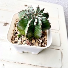 【多肉植物】ユーフォルビア　ホリダの画像