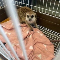 ミーアキャット　女の子ラスト1匹‼️ - ペット
