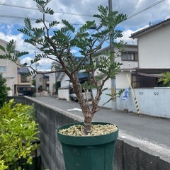 センナメリディオリス　灌木　マメ科　
発根済み
