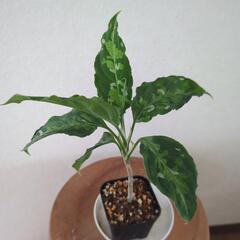 アグラオネマピクタム①