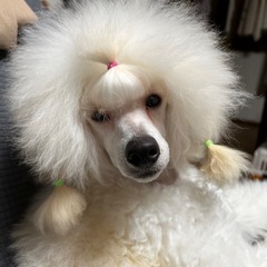 【千葉県東金】トリミング教室・個別指導 10月開講の画像