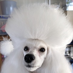 【千葉県東金】トリミング教室・個別指導 10月開講の画像