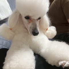 【千葉県東金】トリミング教室・個別指導 10月開講の画像