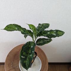 アグラオネマピクタム②