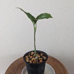 アグラオネマピクタム③