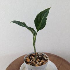 アグラオネマピクタム⑤