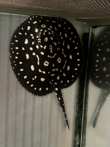 純血サンフェリックス産ダイヤモンドポルカ