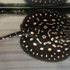 純血ダイヤモンドポルカメス自家産