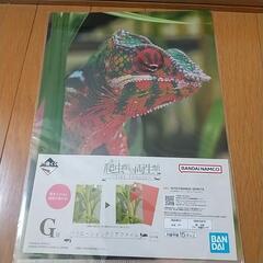 爬虫類 一番くじ G賞 ①