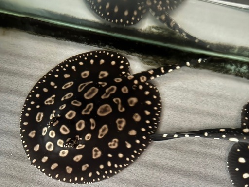 サンフェリックス産純血ダイヤモンドポルカ