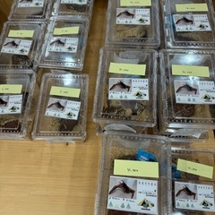 オオクワガタ　ペア 70mmUP①の画像