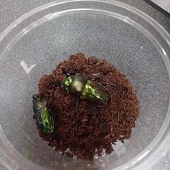 ニジイロクワガタペア　オス45ミリ