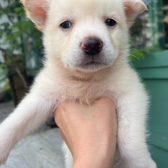 大三島　4兄妹　生後2ヶ月半　仮名　モッチ君