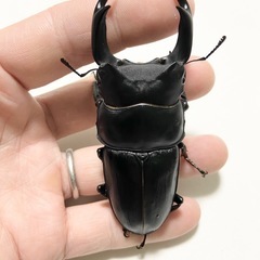 86mmUPまとめ売り能勢SRオオクワガタペア