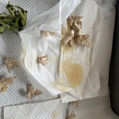 蚕種　卵
