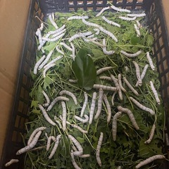 蚕種　卵の画像