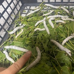蚕種　卵の画像