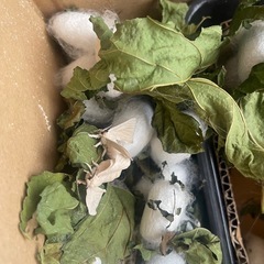 蚕種　卵の画像