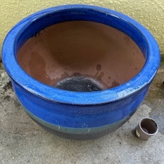 鉢　無料！の画像