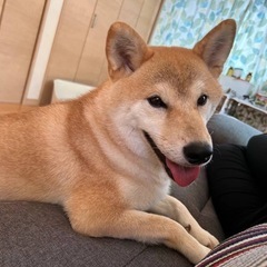 柴犬の探す