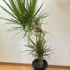 ドラセナ・コンシンネ（マルギナータ）　曲がり木　観葉植物