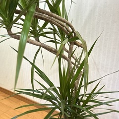 ドラセナ・コンシンネ（マルギナータ）　曲がり木　観葉植物の画像