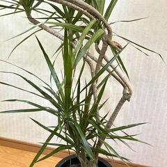 ドラセナ・コンシンネ（マルギナータ）　曲がり木　観葉植物の画像