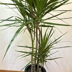 ドラセナ・コンシンネ（マルギナータ）　曲がり木　観葉植物の画像