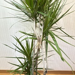 ドラセナ・コンシンネ（マルギナータ）　曲がり木　観葉植物の画像