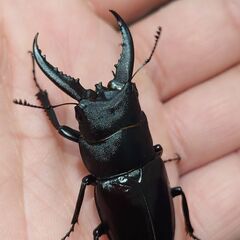 【9月22日まで大特価 激安 爆産セット】希少種　クメジマノコギ...