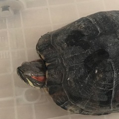大きなアカミミガメ　25センチ以上　里親募集　
