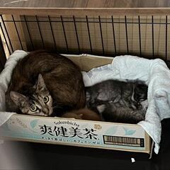 キジトラ？1歳くらい