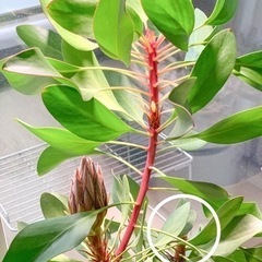 観葉植物　キングプロテア リトルプリンスの画像