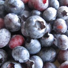 2024年とり　冷凍ブルーベリー　農家が食べています。無農薬。１...
