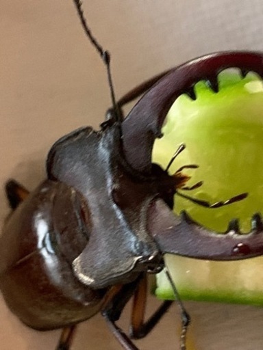 ミヤマクワガタ