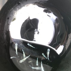 メダカ　　　　サバの極みめだかの画像