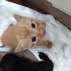 子猫の里親募集 生後約1ヶ月半ぐらい