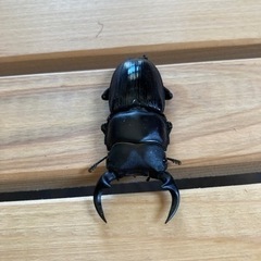 オオクワガタ♂♀ペア単品※小サイズの画像