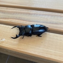 オオクワガタ♂♀ペア単品※小サイズの画像