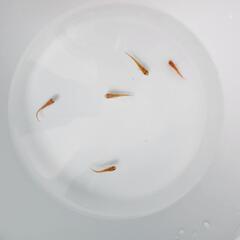 【取引中】楊貴妃めだか