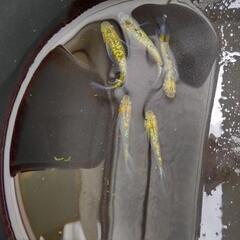 サボラメリアルロングフィンメダカの画像