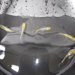 サボラメリアルロングフィンメダカの画像