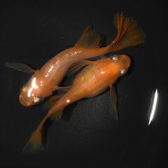 不死鳥ダルマ 有精卵 30個＋a