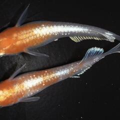 レッドクリフ紅白 有精卵 30個＋a
