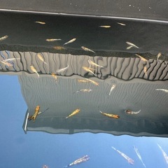 めだか　ラメ