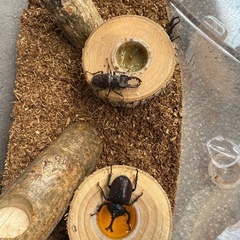 クワガタ各種　値下げしました
