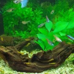 イエローチェリーシュリンプ10匹