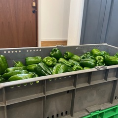 ピーマンの画像