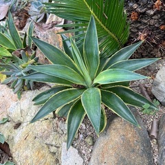 ドライガーデン植物
